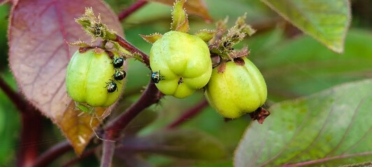 Jatropha curcas and The Miracle Biodiesel Plant