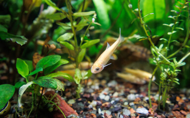 Fathead minnow (Pimephales promelas), which is commonly known as the rosy-red minnow, swimming in a densely planted tropical fish tank
