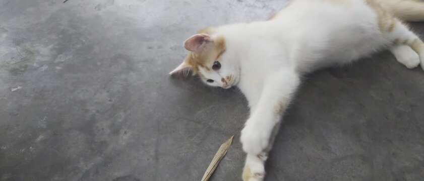 A curious kitten stretches toward a dried leaf as it paws at the air. Soft orange and white fur, wide eyes, and a playful moment captured on a gray concrete surface.