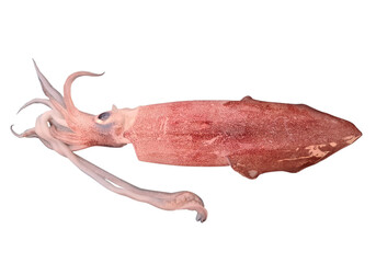 fresh squid isolated 