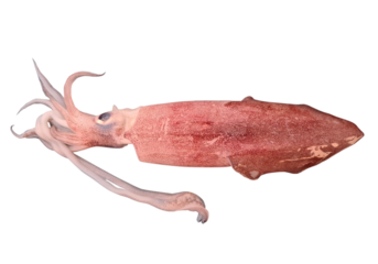 fresh squid isolated 
