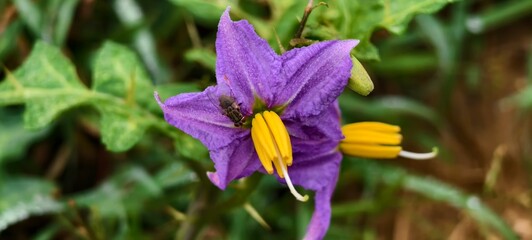 Solanum flower image. 