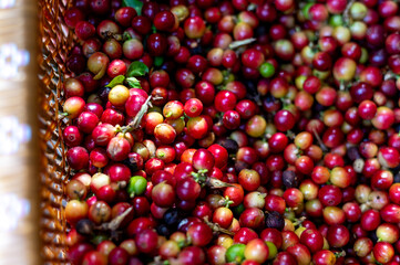 Freshly Harvested Coffee Berries in a Woven Basket Showcasing a Colorful Array of Red and Green Fruits