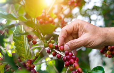 Asian farmers hand pick fresh coffee beans from coffee trees in a beautiful sunny atmosphere with a...
