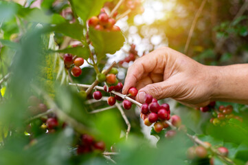 Hand Harvesting Ripe Coffee Cherries in a Lush Green Coffee Plantation with Sunlight in the Background