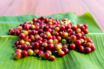 Freshly Harvested Coffee Cherries Laid on Green Banana Leaf in Natural Setting Under Soft Light
