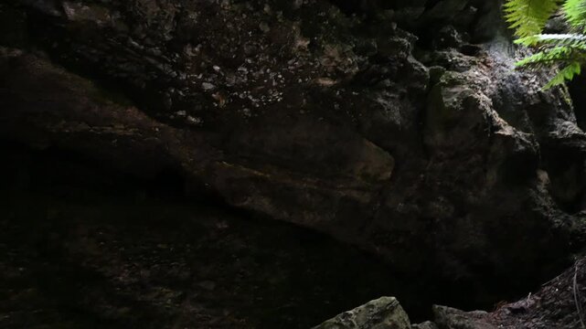 virgin rain forest at trowutta arch along the sumac road in Tasmania, a popular travel destination in Australia.