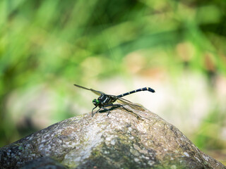 夏の川辺の岩の上のコオニヤンマ　昆虫