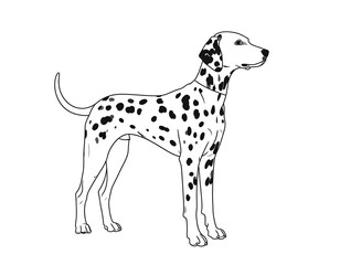 Fototapeta premium A black and white line drawing of a Dalmatian dog standing, with spots and detail