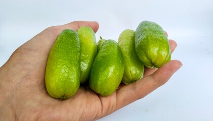 Hand holding fresh green ivy gourd on white background, tropical vegetable rich in vitamins and nutrients