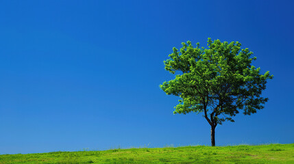 Beautiful landscape wallpaper of a green tree on the grass with a solid blue background