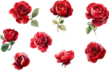 Naklejka premium set of red roses vector