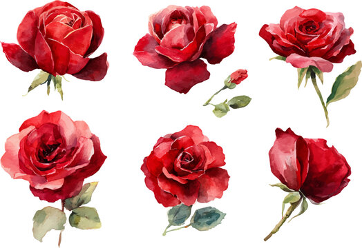 bouquet of red roses