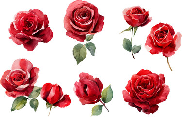 watercolor red pink rose flower clipart