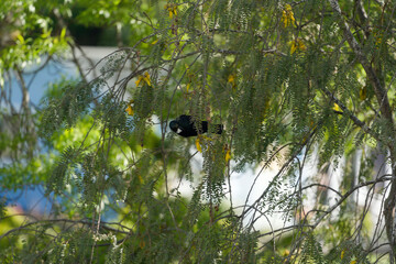 The tui bird in a kowhai tree. Both tui and kowhai are only found in New Zealand. The kowhai blooms in spring, birds and insects drink nectar from its flowers.