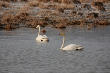 Whooping swans on a lake near the village of Kosh-Agach, Altai Republic, Western Siberia