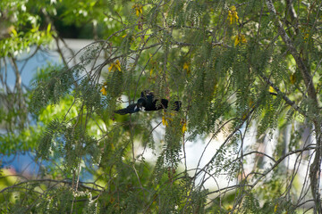 The New Zealand tui bird flying to a new perch in a kowhai tree.  The kowhai blooms in spring, birds and insects drink nectar from its flowers.
