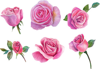 set of roses isolated on white