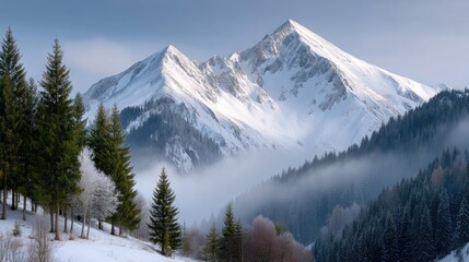 Obraz premium Panoramic Winter Mountain Landscape With Snow Covered Alpine Peaks And Pine Trees Under Soft Sunlight And Foggy Valley