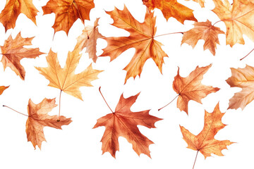 Fototapeta premium Autumn maple leaves falling isolated on a transparent background
