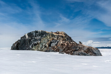 A wide-angle shot of the Gentoo Penguin -Pygoscelis papua- colony at Mikkelsen Harbour, on Sierva...