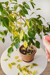 Sick houseplant concept. Hand watering indoor ficus tree with spray bottle