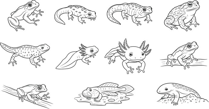 Frog toad salamander axolotl amphibian wildlife nature animal vector outline
