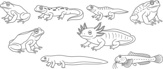 Frog toad salamander axolotl newt amphibian animal wildlife nature outline vector