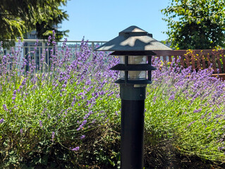 Garden Lantern Amidst Lavender Flowers in an Urban Park Setting