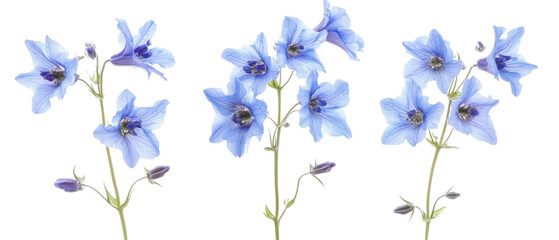 Delphinium Flowers Against Transparent Background Displaying Delicate Blue Petals And Green Stems Isolated
