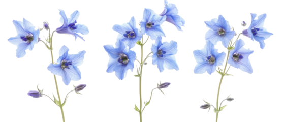 Delphinium Flowers Against Transparent Background Displaying Delicate Blue Petals And Green Stems Isolated