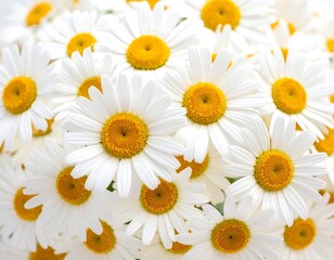 Fototapeta premium A close-up shot of a cluster of bright white daisies with yellow centers