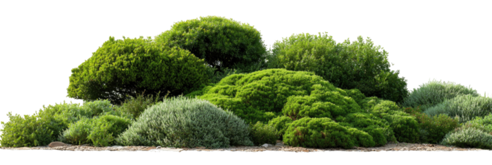 Lush green shrubbery landscape