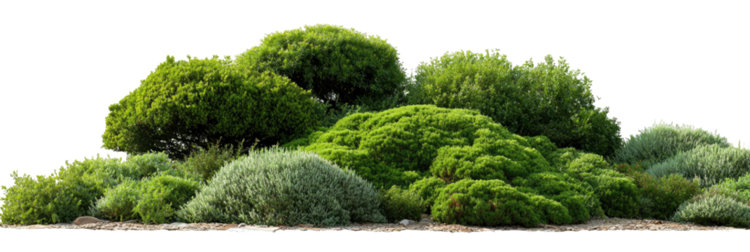 Lush green shrubbery landscape