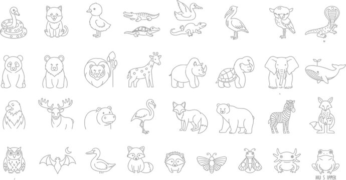 Animals wildlife nature zoo safari mammal bird reptile amphibian insect