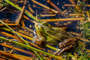 Ein leiser Moment am Teich: Zwischen Schilf und Sonnenreflexen sitzt der Frosch wie ein kleiner Wächter des Wassers. Sein grüner Rücken spiegelt das Leben selbst – still, geduldig, verbunden.