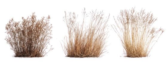 Three Isolated Brown Floral Bush Elements On Transparent Background