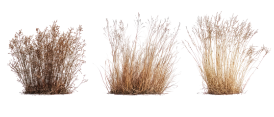 Three Isolated Brown Floral Bush Elements On Transparent Background