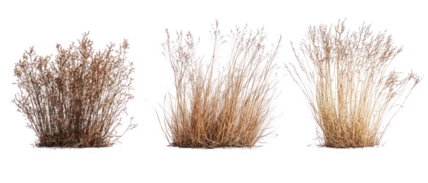 Three Isolated Brown Floral Bush Elements On Transparent Background