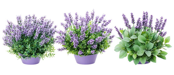 Three Potted Lavender Plants with Purple Flowers and Green Foliage on Transparent Background