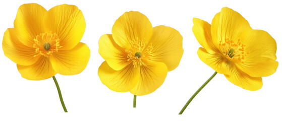 Close Up Shot Of Three Yellow Flowers Isolated On Transparent Background Showing Detailed Petals And Green Stems