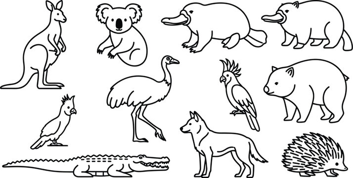 Australian animals kangaroo koala platypus wombat emu dingo cockatoo crocodile echidna