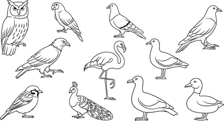 Bird species owl parrot pigeon eagle flamingo seagull sparrow peacock duck