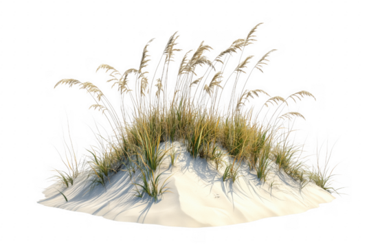 Dune grass and sand isolated on a transparent background - Powered by Adobe