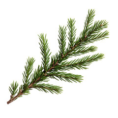 Fototapeta premium A single green pine branch with detailed needles isolated on transparent background