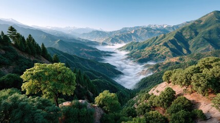 Naklejka premium Serene Mountain Valley Mist At Sunrise With Evergreen Trees And Autumn Foliage Bathed In Golden Sunlight