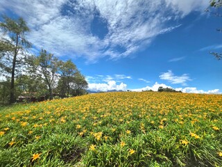 A vibrant field of blooming orange daylilies under a bright blue sky during the summer flower season in Sixty Stone Mountain, Hualien, Taiwan.
