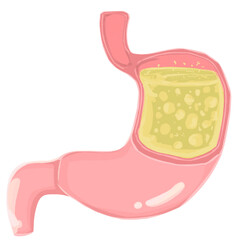 Handdrawn Stomach Cutaway Illustration