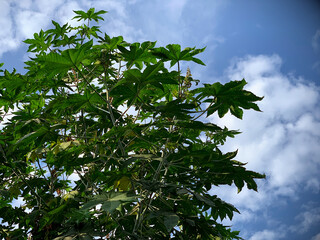 Beautiful castor leaves and a blue sky with clouds in the background
