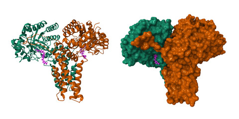 Structure of the O-GlcNAcase (OGA) inhibitor complex for the treatment of Alzheimer's disease. 3D cartoon and molecular surface models, pdb 9ba8, chain id color scheme